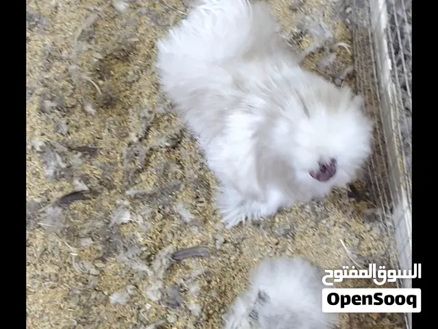 متاح زوج سلكي العمر 9 اشهر شرط البيض وشد الديج اصابيعه عوج بس ماماثره عليه ويصعد ويشد البصره الزبير