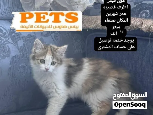 انثي شيرازي عمر شهرين