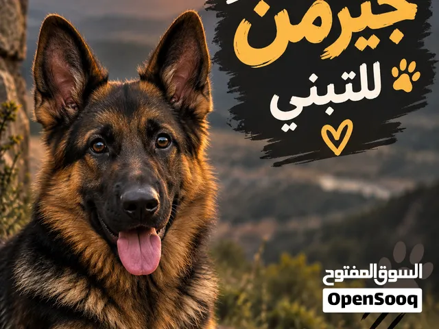 مطلوب كلب جيرمن للتبني
