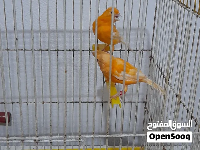 كنار البيع