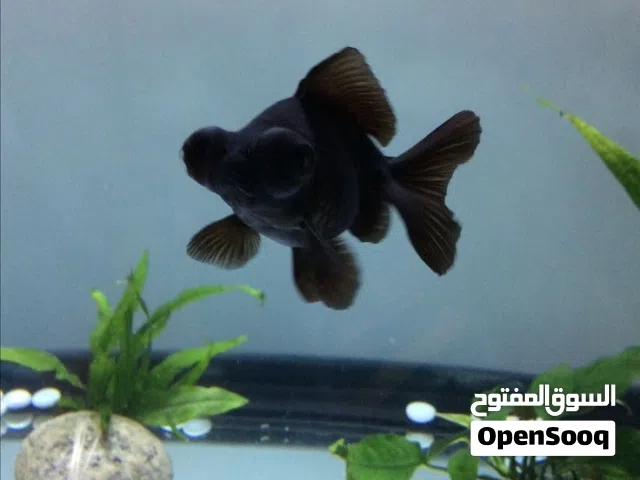 اسماك بلاك مور