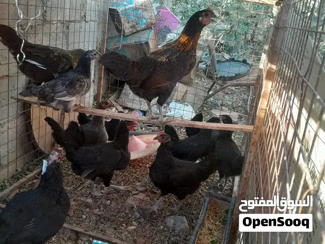 جاج بلدي للبيع