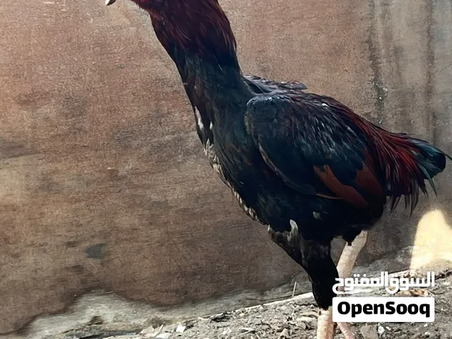 اتواصل الأخو عشان أعطيك مواصفات الطير