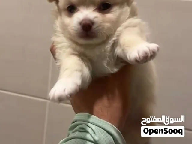 Pomarenian puppies teddy