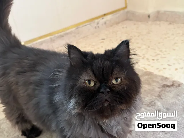 قطة اليفة جدًا العمر 4 سنوات للتبني