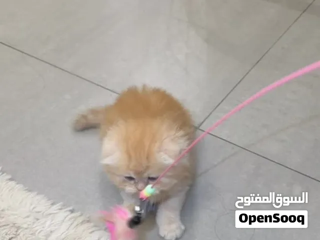سكوتش فولد قولدن لونق هير