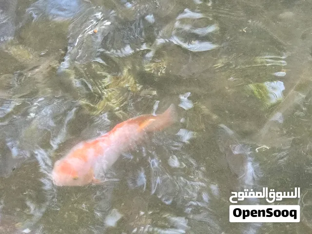big red fish