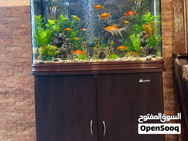 حوض سمك أوروبي للبيع