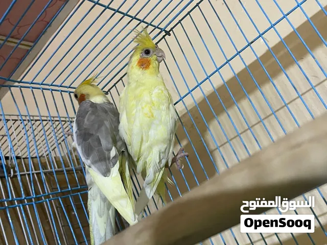 زوج كوكتيلات شرط تبزير هنه وبنهن جوهن واحد