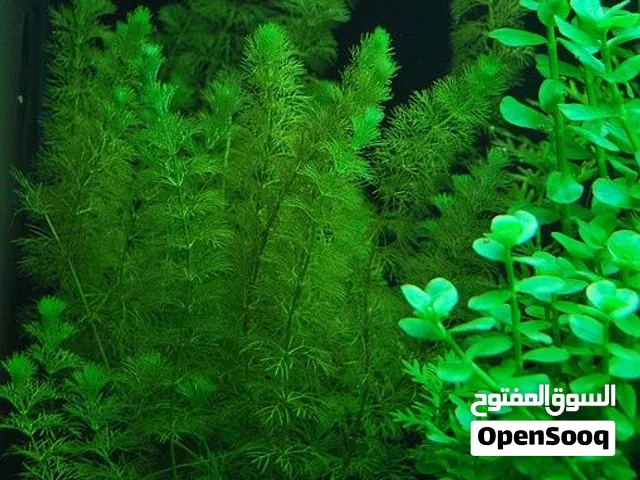 نبات ذيل الثعلب