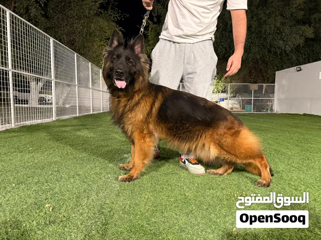 Germanshepherd Gender = Male and female