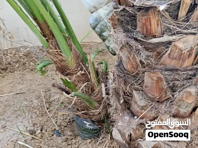 السلام عليكم فسيلة برحي برحي من امة الله شاهد ونفس الي ب صوة