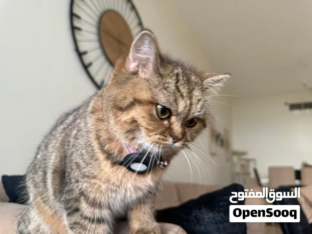 مطلوب ذكر سكوتش فولد للتزاوج مع انثى سكوتش ستريت باسرع وقت.