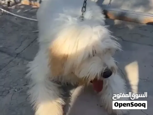 كلب مالتيز للبيع للتواصل واتس فقط