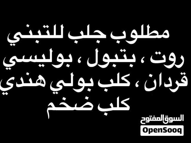 مطلوب كلب للتبني