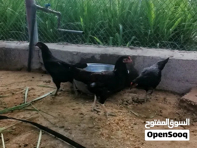 دجاج عماني منتج