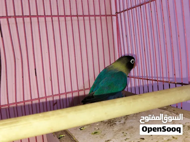 غندورات اثنين واحد بير سوناتا نثية والثاني عادي ذكر الاول40الف والثاني 20  العنوان الزبير