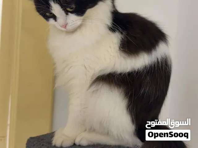 Two Cats Male (Himalayan) & Female (Persian mix), for sale,
