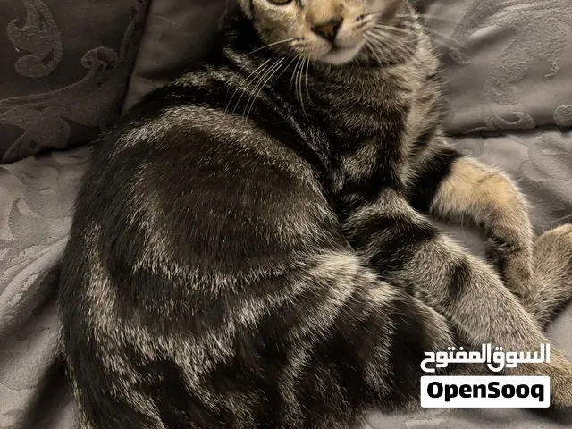 قطتين للبيع