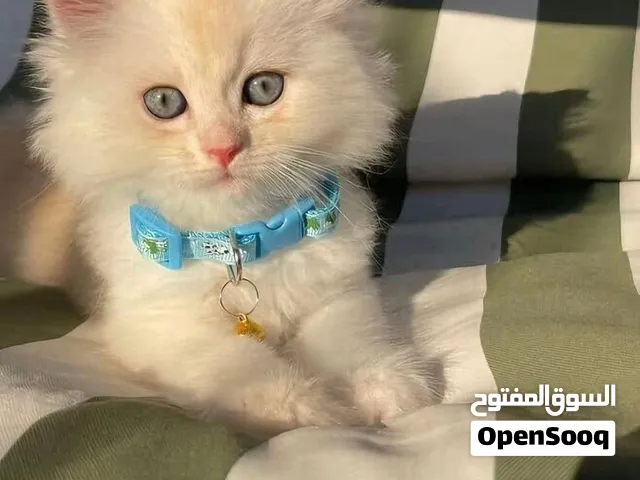 مطلوب قطط للتبني غير البلدي