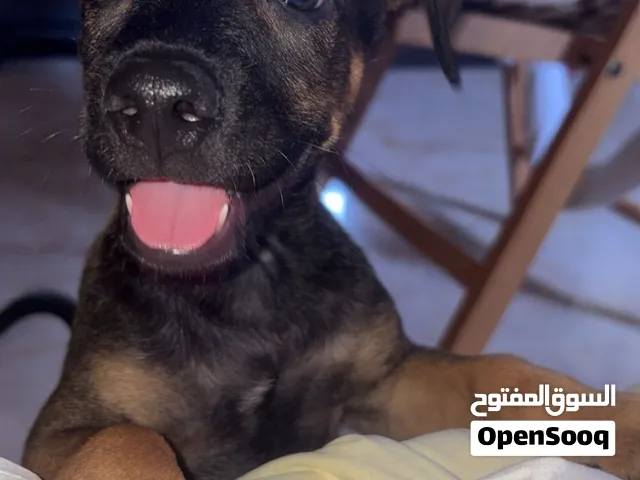 جرو بلدي ملقح ومتركبله ميكرو شيب وباسبور للتبني مجاناً