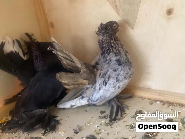 كوبيه روسي لبيع