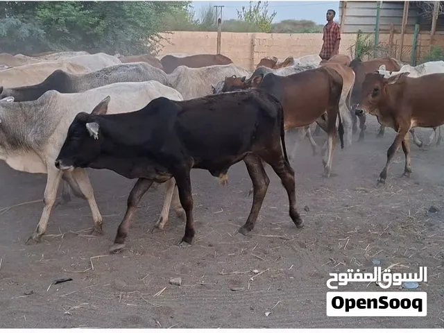 عجال خارجيات السعر 175 نهااايه التواصل واتساب او اتصال السعر ماناسبك تجاهل الاعلان