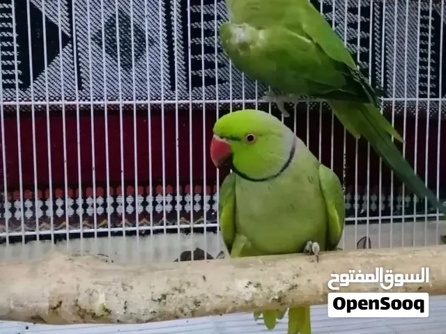 بغبغاء للبيع