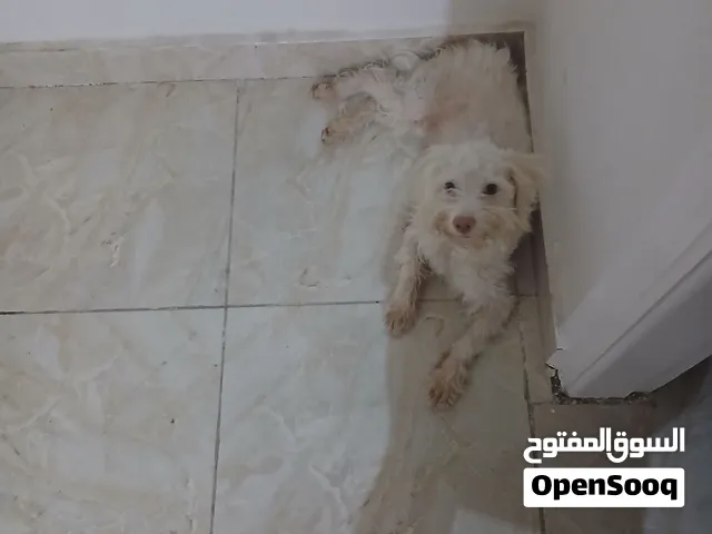 كلب جريفون