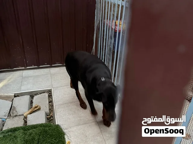 كلب دوبر انثي