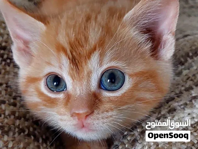 An Adorable 2 month old Kitten is looking for a Forever loving home.