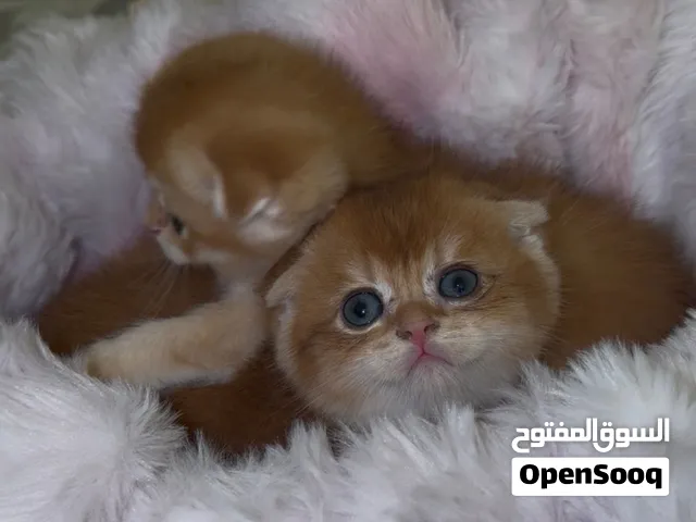 قطط سكوتش مميزة متاحة للبيع Beautiful Scottish Kittens Available
