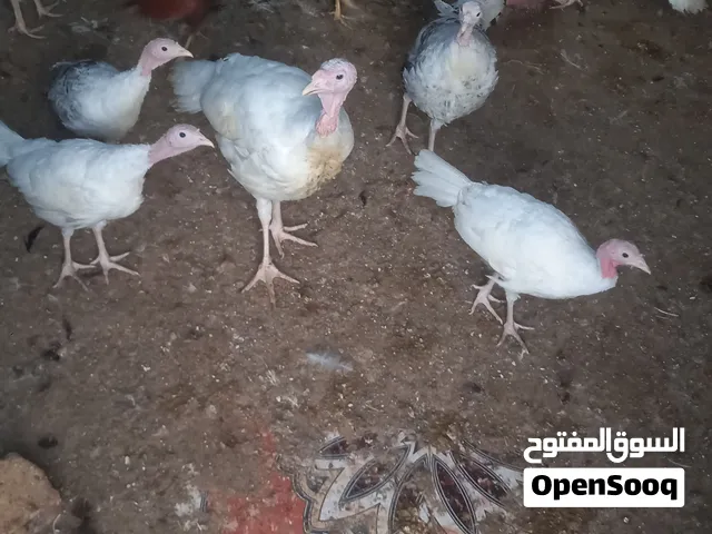 بیع دجاج رومی