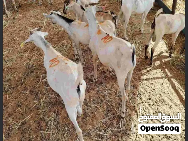 مطلوووب تيوس صومالي عمر صغير اقل عن اربع اشهر