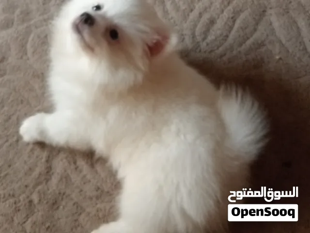 بمرنيان  صغير. جرو