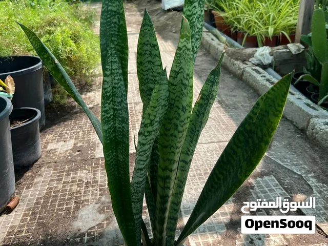 Dracena Trifaciata -Indoor/Outdoor Snake Plant For Sale
