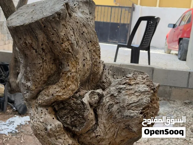 جذع شجرة تين طبيعي ثقيل – مناسب للحطب والديكور