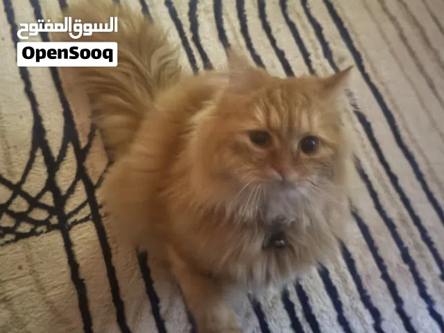 قط شيرازي ذكر 10 شهور مطعم ولديه جواز