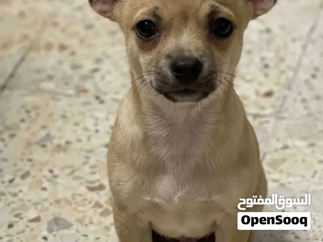 4 months old female chihuahua