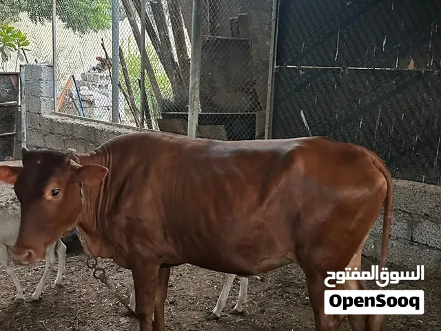 عجله تهجين جرسي عماني شي فاخر