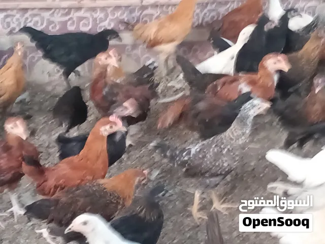 دجاج عماني للبيع