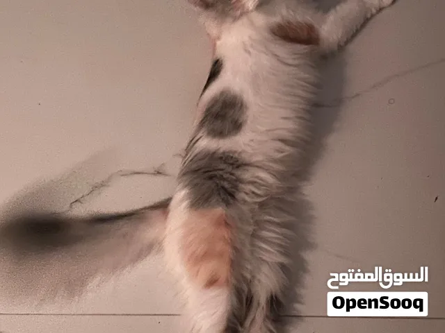 Cat Available for Adoption –For responsible Homes (قطة متاحة للتبني - للمنازل المسؤولة)