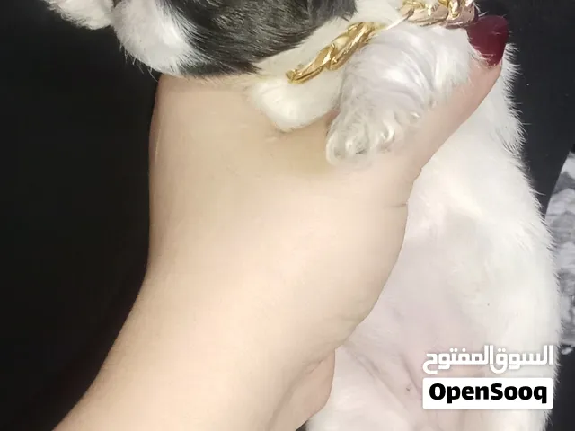 دباديب شيتوز بيور للبيع الأب  والام بيور ارجل صغيره ربنا يبارك ما شاء الله عليهم