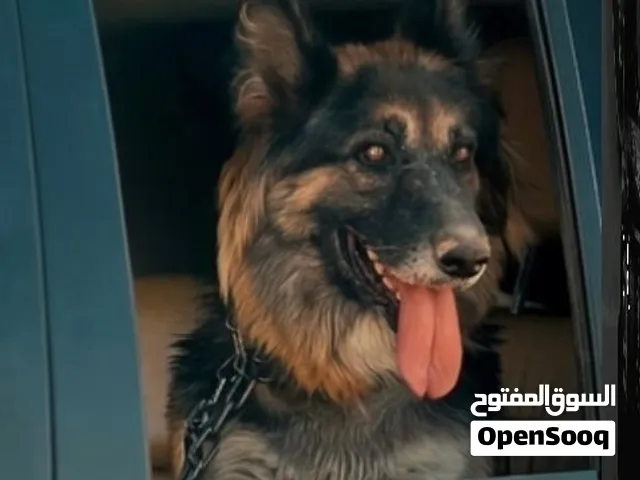 كلب جيرمن شيبرد عمر 8 اشهر السعر 299 دولار الكلب مع جوازه واوراقه وملقح جاهز واتا من المانيا شحن