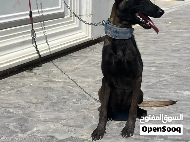 انتى بلجم عمر 7 اشهر اهالي مستوردها