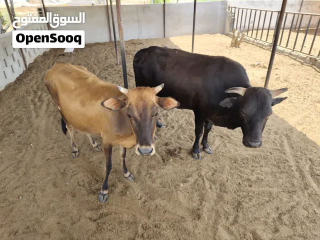 للبيع: عجول تسمين وتربية وأبقار جيرسي (عشار وتحت الحليب) - أسعار ممتازة