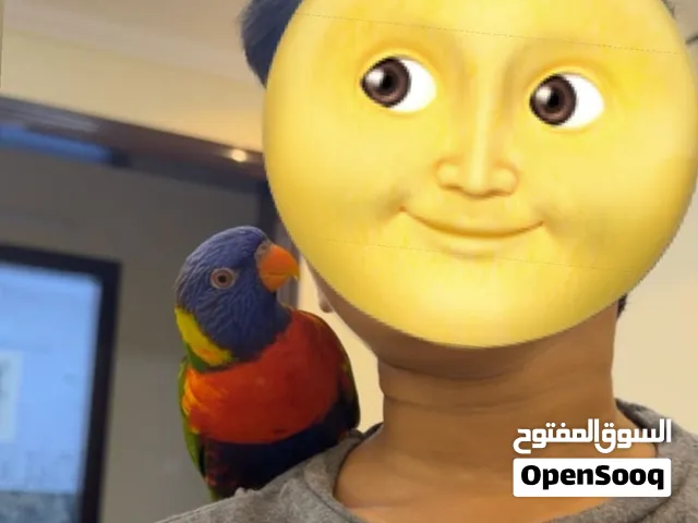 ببغاء لوري رد كولار