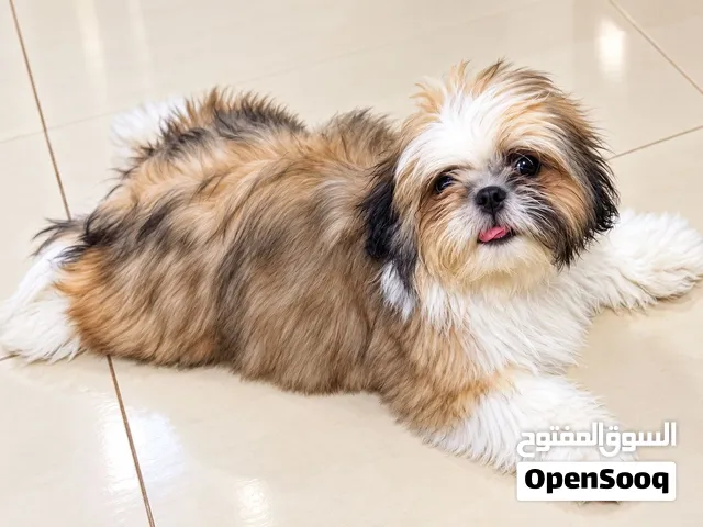 Healthy and cute puppy looking for a forever home