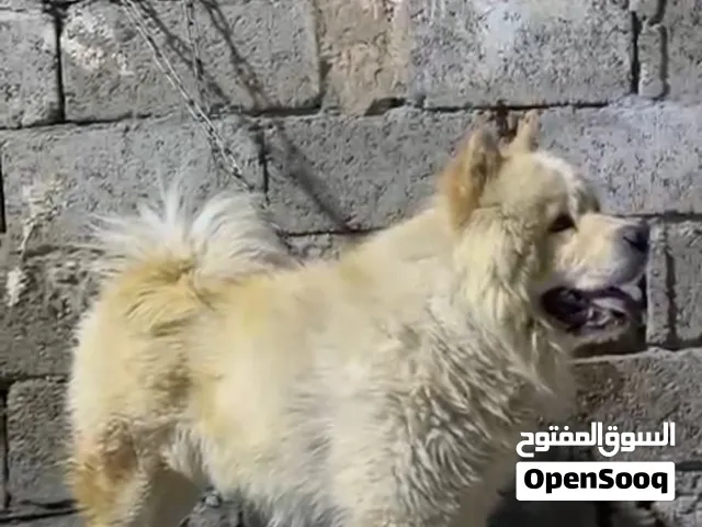 بيع جاوجو مالنو ونوع الكلب