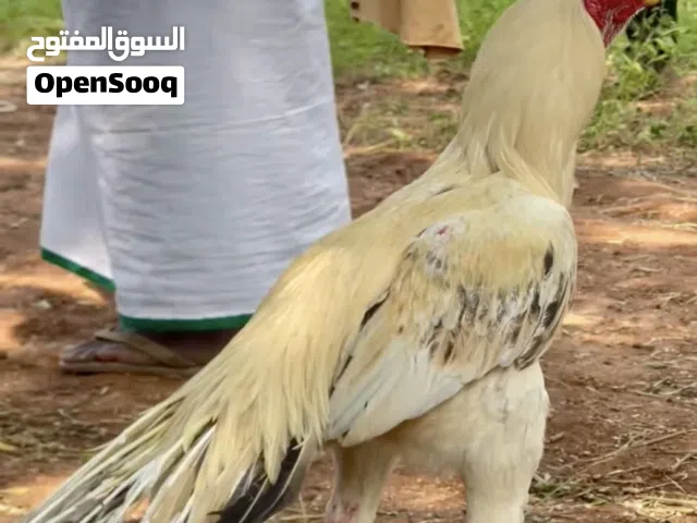 دجاج هندي حياكم الله